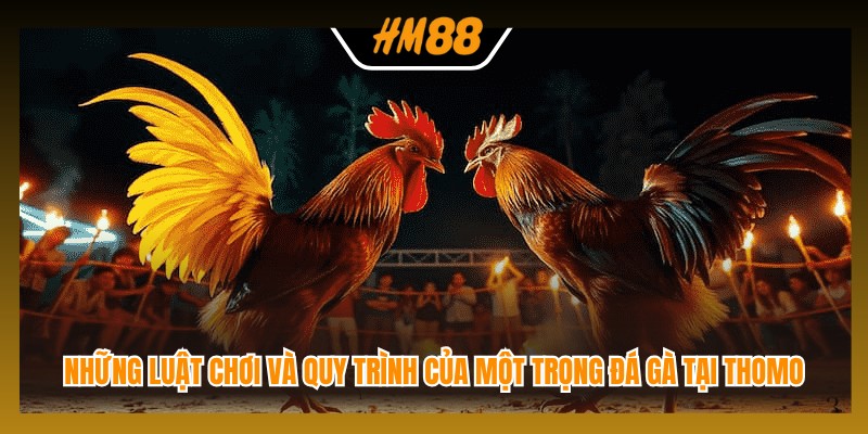 Những luật chơi và quy trình của một trọng đá gà tại Thomo